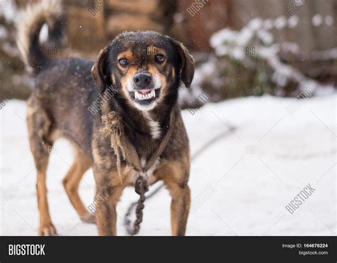 Barking Enraged Angry Image & Photo (Free Trial) | Bigstock