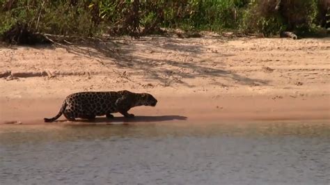 Jaguar catches capybara and drags it into the bush : r/HardcoreNature