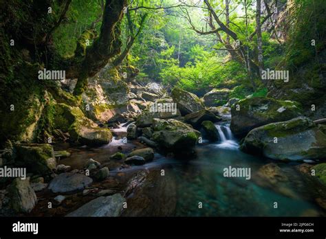 Small waterfalls and pools of turquoise waters next to old oak trees in a river in Navia de ...