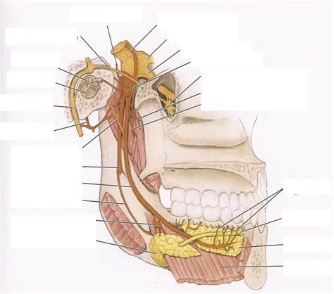 Inferior alveolar nerve Diagram | Quizlet