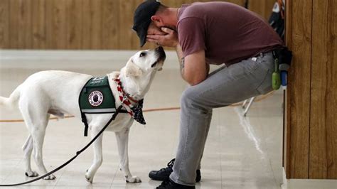 Positive Canine Training