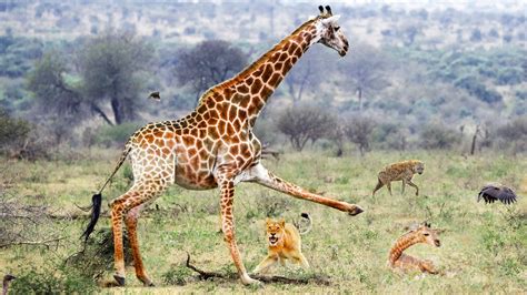 Giraffe Tries To Protect Her Baby From Lions, Hyenas and Jackals