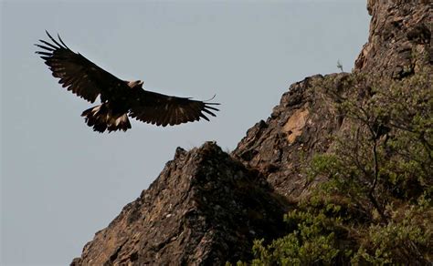 Monitoring Migratory Golden Eagles (U.S. National Park Service)