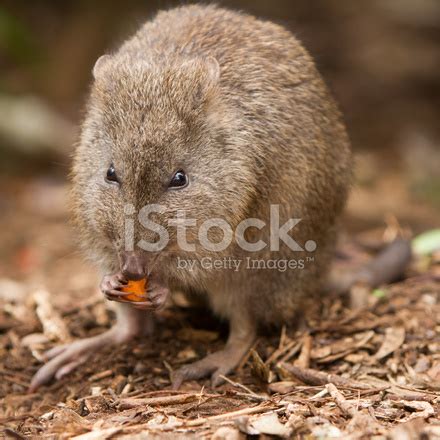 Potoroo Stock Photo | Royalty-Free | FreeImages