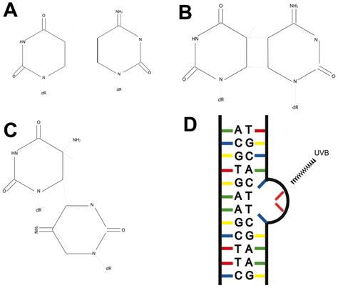 What Are the Consequences of Having Pyrimidine Dimers in Dna