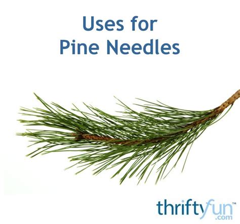 Uses for Pine Needles | ThriftyFun