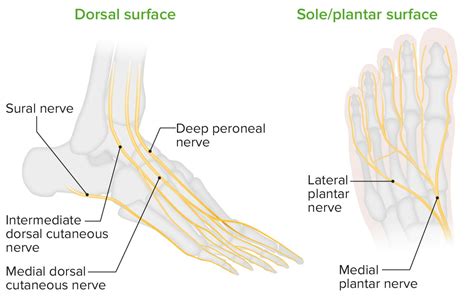 Nylon Cap prueba anatomia topografica del pie Planificado Prevención ...