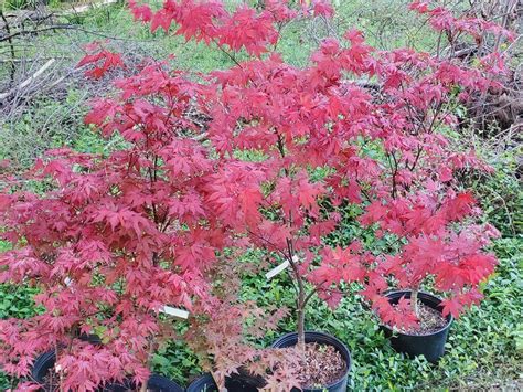 Purple Ghost Japanese Maple for sale at Maples N More Nursery