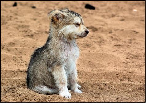 30 Extremely adorable baby animals (30 pics) | Amazing Creatures
