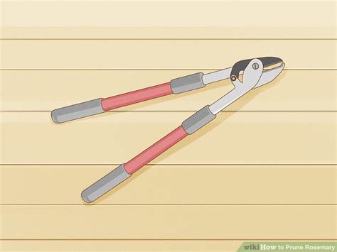 How to Prune Rosemary: 13 Steps (with Pictures) - wikiHow