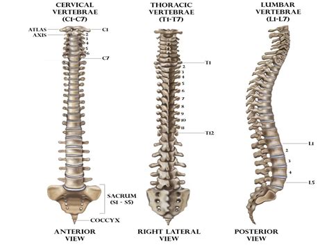 The backbone is not a single bone. It is made of _______ bones(a) 33(b ...