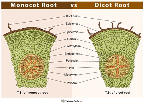 Difference Between Monocot Root And Dicot Root