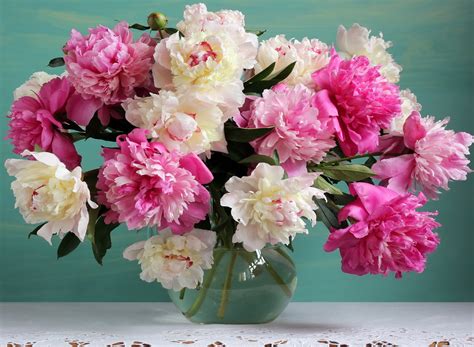 Download Vase White Flower Pink Flower Peony Man Made Flower HD Wallpaper