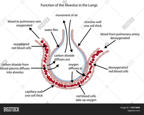 Fully Labelled Diagram Alveolus Vector & Photo | Bigstock