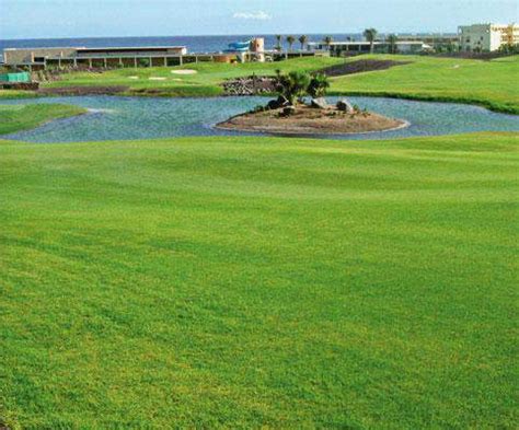 Seashore Paspalum Seed | Lawns, Turf, Golf Course | Hancock Seed – hancockseed.com