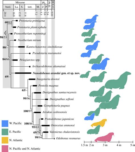 Time-calibrated strict consensus tree of Odobenidae and body size ...