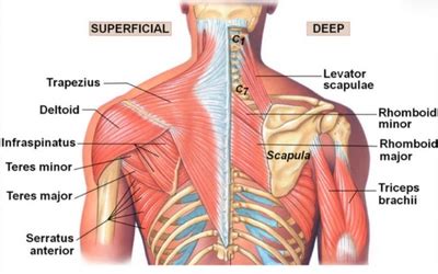 The 3 Best Posterior Shoulder Muscle Exercises - ART Physical Therapy ...