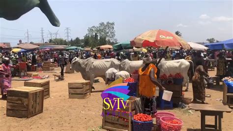 Cows invade Ashaiman; chases some traders out of the market – SVTV Africa