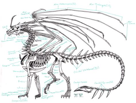 how to draw a dragon skeleton - michaelvangerwennetworth