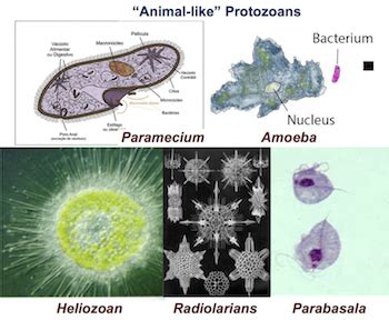 Protists | Types, Characteristics & Examples | Study.com