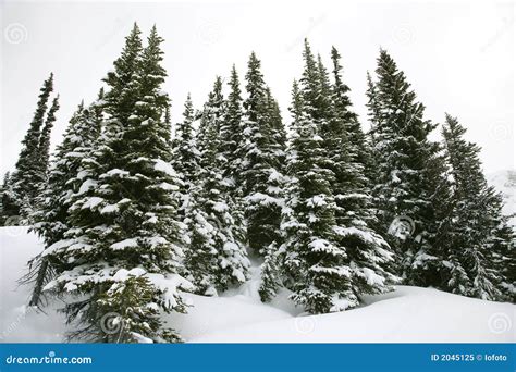 Snow-covered pine trees. stock image. Image of winter - 2045125