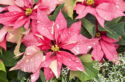 Gorgeous New Poinsettia Varieties to Keep Holiday Spirits Bright - Sunset - Sunset Magazine