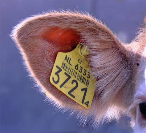 a close up of a dog with a tag on it's ear