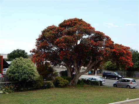 The Phytophactor: Friday Fabulous Flower - Red gum tree