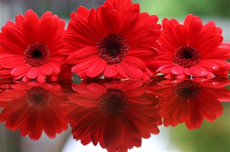 Amazing Flowers, Pretty Flowers, Red Flowers, Red Daisy, Gerbera Daisy ...