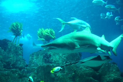 The Lisbon Oceanarium - ideal place for a rainy day