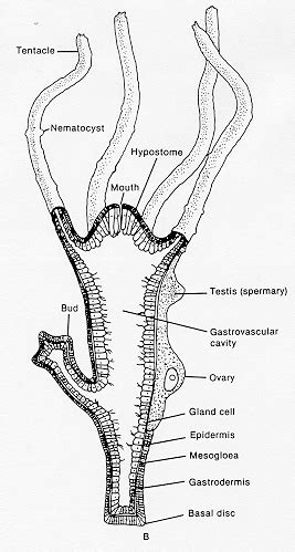 Rebekah's Dissection Log: Hydra: Phylum Cnideria