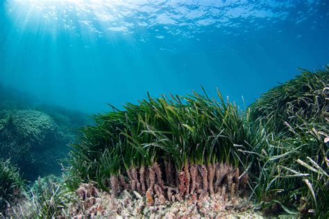 Posidonia Oceánica: La importante labor de Arrels Marines para salvarla