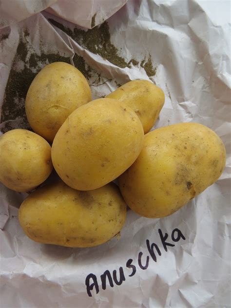 Potato Season: chitting and seeding varieties | Rediscover