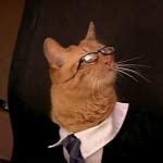 Lawyer cat Meme Generator - Imgflip