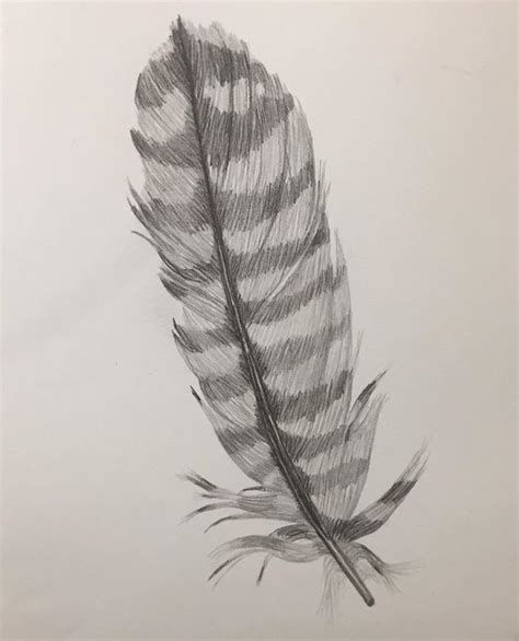 Realistic Hawk Feather Drawing