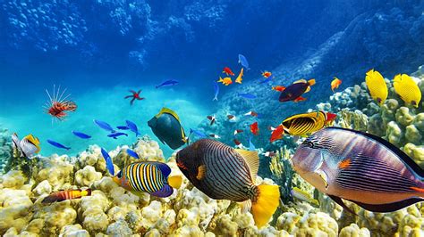 3440x1440px | free download | HD wallpaper: school of fish, coral reef, ecosystem, marine ...
