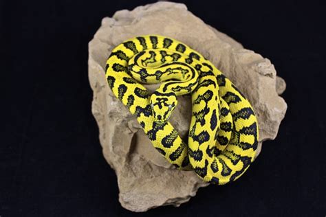 Breeding Carpet Pythons - Reptiles Magazine