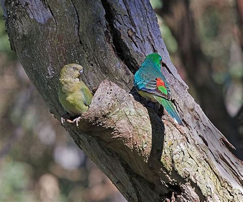 Parrot Species: Red-rumped Parrot (Psephotus haematonotus