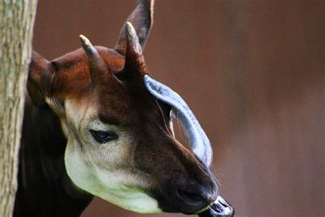 Okapi Facts (Okapia johnstoni)