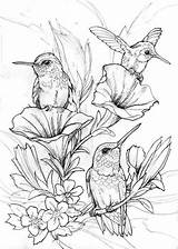 Free Hummingbird Coloring Pages sketch template
