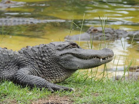 Skyenimals - An Animal Blog For Kids: Gatorland Sights and Sounds!