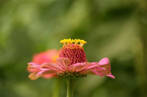 43 Popular Types of Zinnia Flowers - Petal Republic