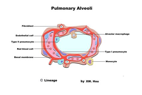 Microanatomy of the Lung - USMLE Strike