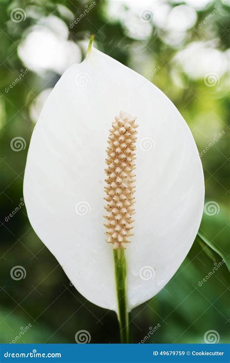 White Spadix Flower Stock Photography | CartoonDealer.com #66866684