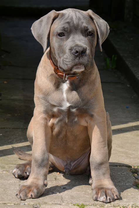 Formentino cane corso | Cane corso, Dog breeds, Italian mastiff puppies