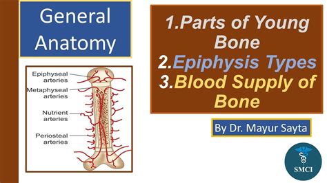 General Anatomy | Types of Epiphysis | Blood Supply of Long Bone | Dr. Mayur Sayta - YouTube