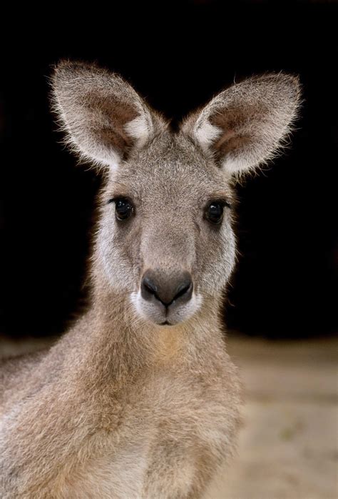 カンガルーが増えすぎて困った町とは？ – 世界・オーストラリアニュース | 日豪プレス - オーストラリアの生活情報サイト (NICHIGO ...