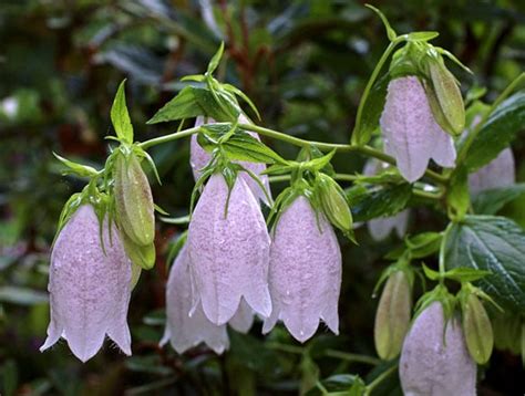 Pacific Horticulture Society | Bellflowers