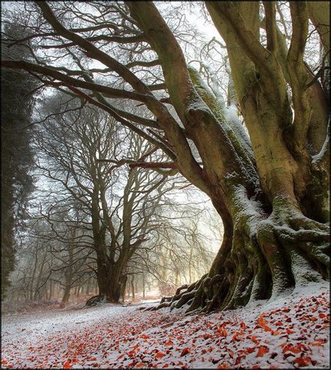 Winter Beech | Landscape, Tree, Nature