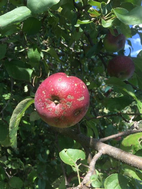 diagnosis - What are those black spots on my apples? - Gardening & Landscaping Stack Exchange